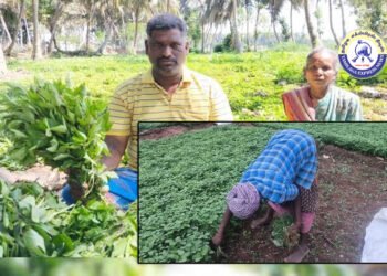 ஒருங்கிணைந்த தோட்டக்கலை அபிவிருத்தி திட்ட மானியம் நிறுத்தம் தேனி மாவட்டத்தில் கீரை விவசாயம் பாதிப்பு