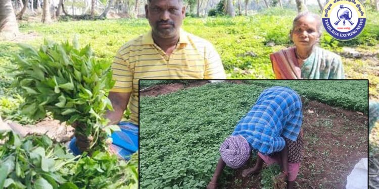 ஒருங்கிணைந்த தோட்டக்கலை அபிவிருத்தி திட்ட மானியம் நிறுத்தம் தேனி மாவட்டத்தில் கீரை விவசாயம் பாதிப்பு