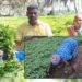 ஒருங்கிணைந்த தோட்டக்கலை அபிவிருத்தி திட்ட மானியம் நிறுத்தம் தேனி மாவட்டத்தில் கீரை விவசாயம் பாதிப்பு